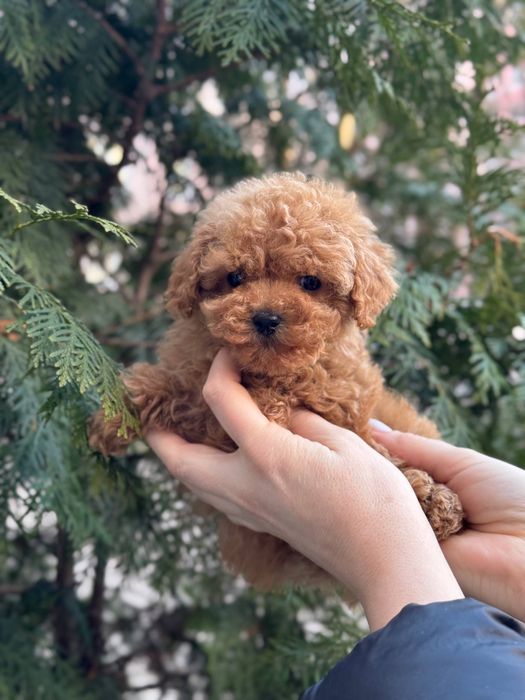 Мальтіпу міні дівчинка