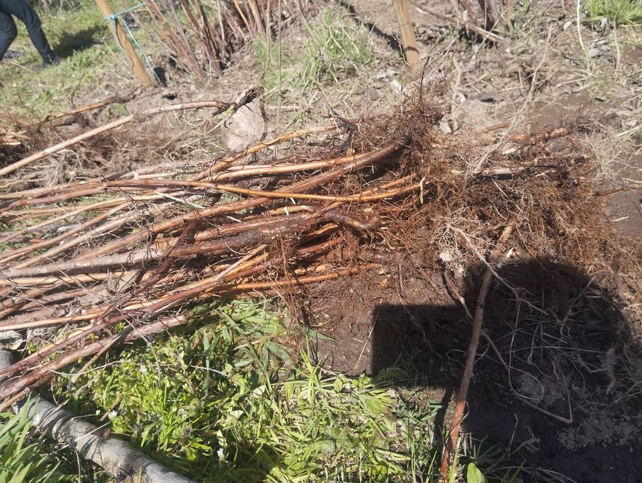 Vende-se framboesa vermelha