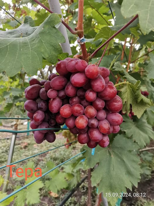 Черенки винограду