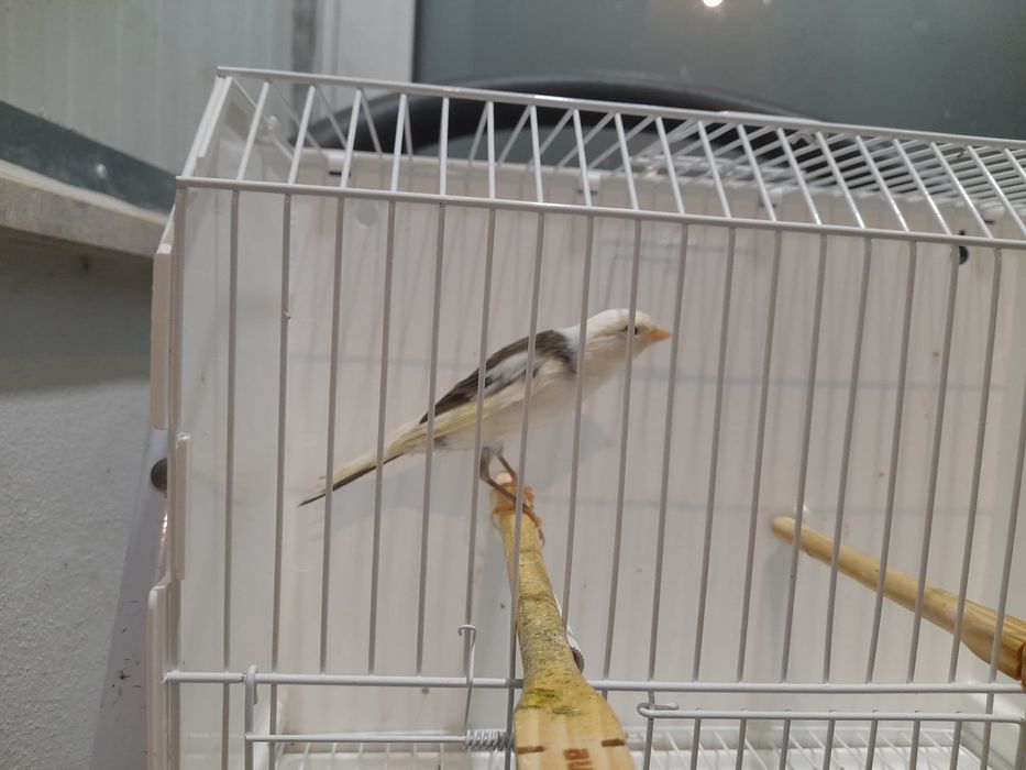 Canario largues espanhol