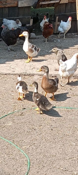 Kaczki staropolskie, żywe i tuszki