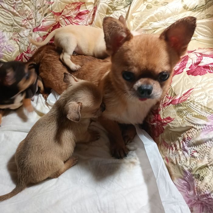 Подарки к РОЖДЕСТВУ .