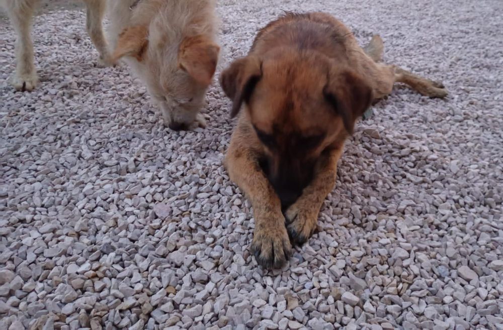 Preciso urgentemente encontrar um novo lar para um cachorro em uma boa família.