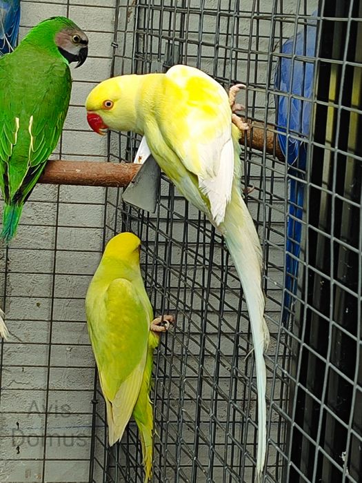 Ring Necks , Mustaches , Conures de Cabeça Azul