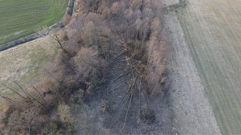 Drewno opałowe Olszyna