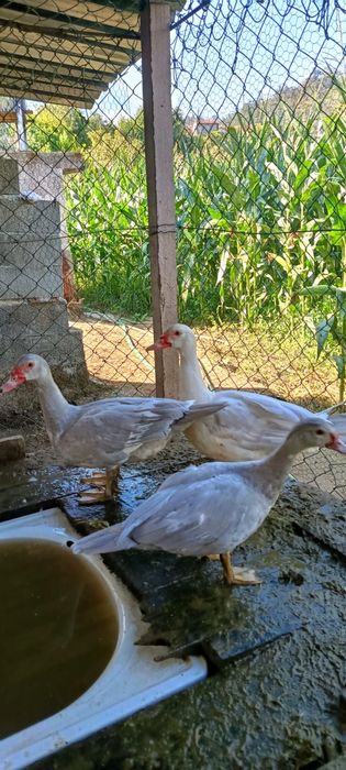 Patos grandes e bebes