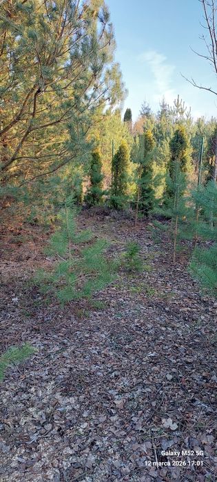 Działka budowlana 780 m² Bożenkowo - Widok 3