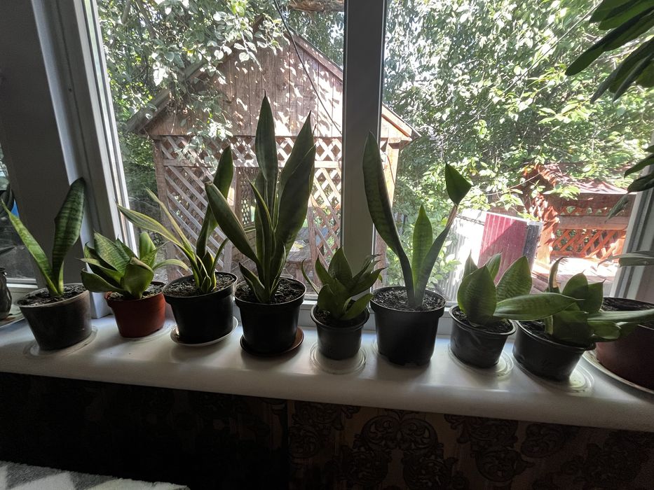 Сансевєрія низька та висока