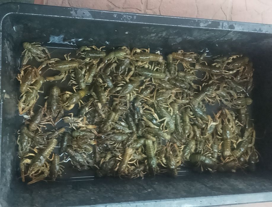 Продам живі рак,різного розміру