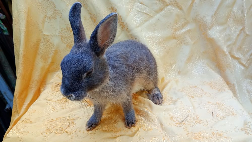 Карликовий кролик Рекс