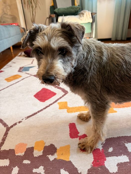 Flora, Schnauzer para adopção