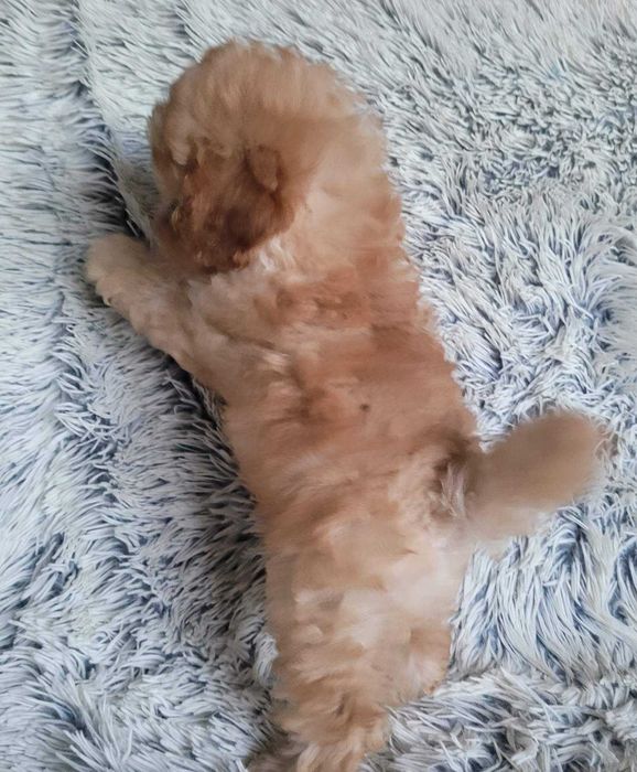 Дизайнерське цуценя Пом+Той в неймовірно красивому вбранні. Киянин,