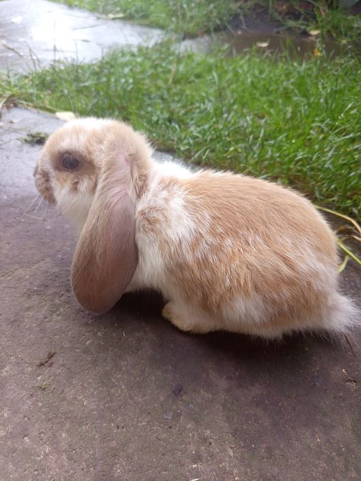 Французький баран