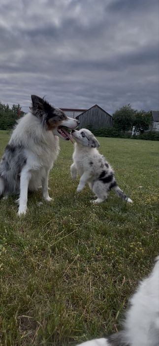 Border Collie Sunia