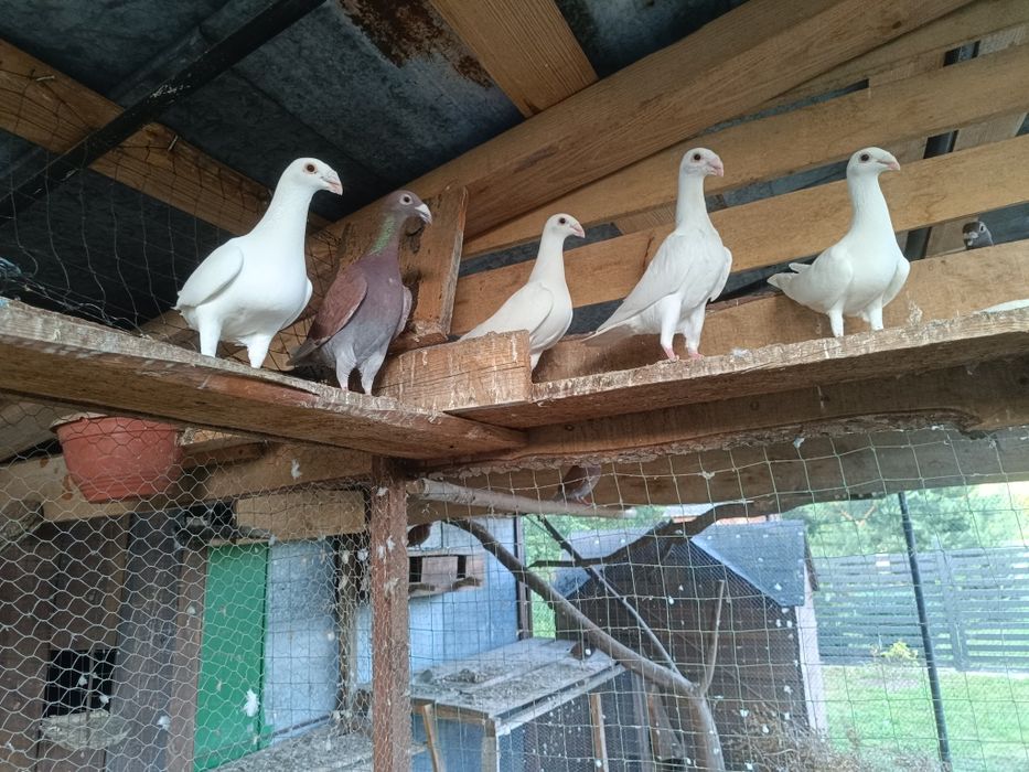 Rzeszowskie staropolskie i orliki