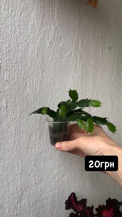 пеперомія/філодендрон/шлюмбергера