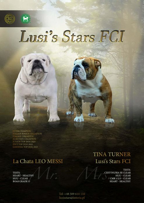 Buldog angielski  pies ZKwP  FCI