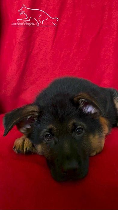 Owczarek niemiecki FCI