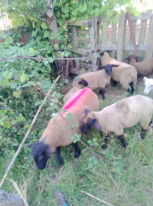 Vendo Borregos e borregas suffolk