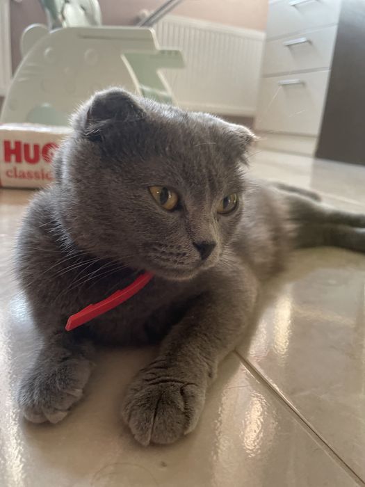 Шукаємо партнера для кішки