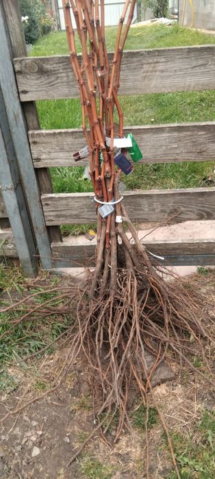 Саджанці винограда весна  2026. Киш Миш, Столовий