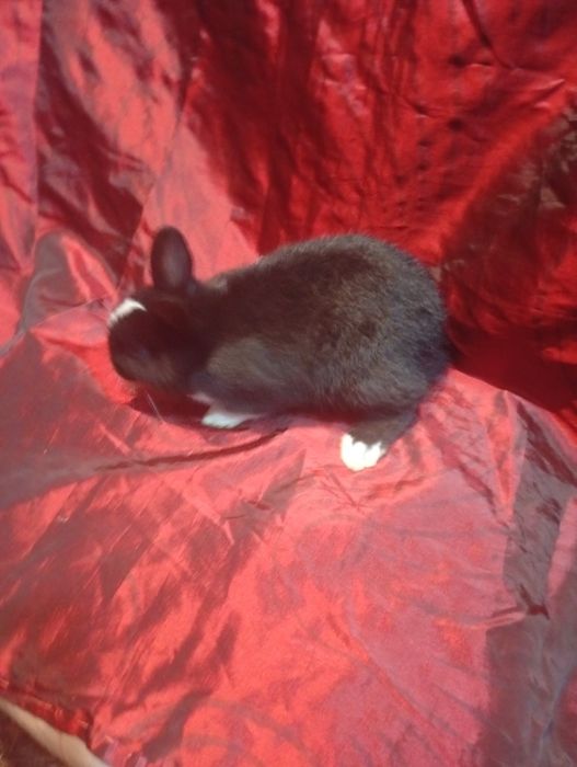 Coelhinho anão holandês