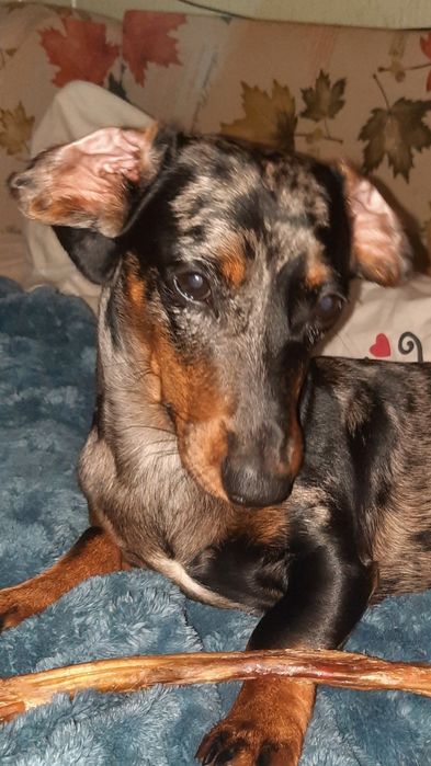 Такса,мальчик. Ищет невесту.