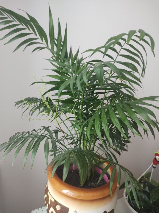 Продам квіти кімнатні