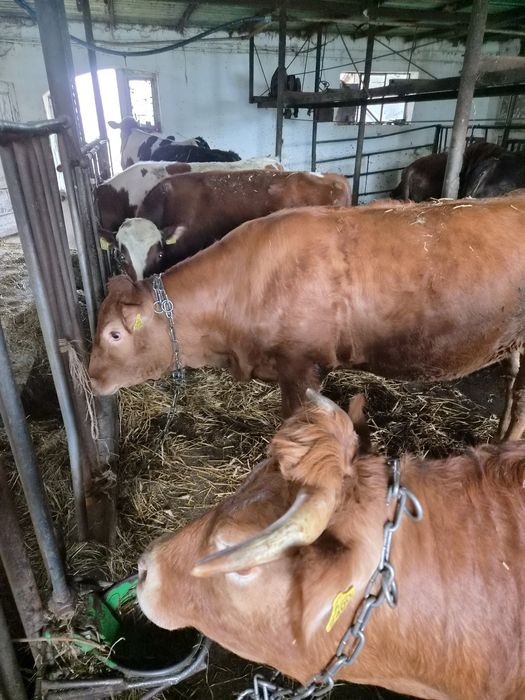 Jałówka ,byk, bydło
Około trzynastu mie