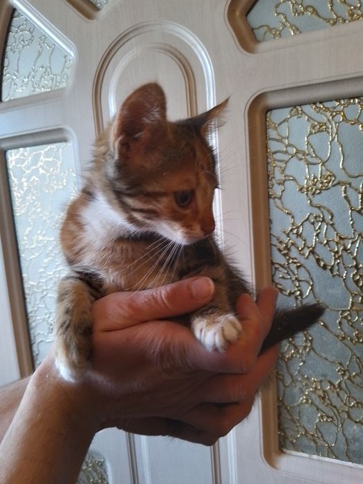 Кошеня Оля з незвичайним окрасом   шукає родину