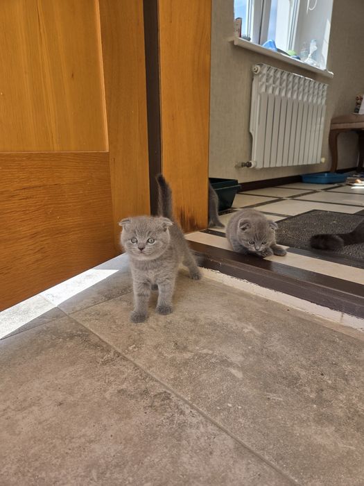Шотландские котята
