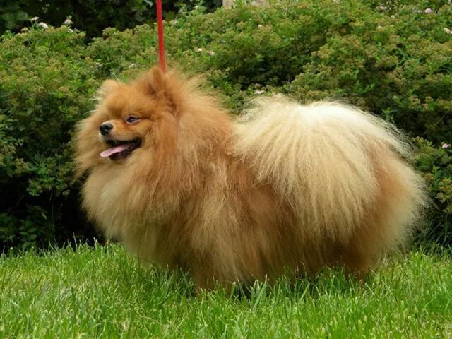 Вязка Шпиц любимый