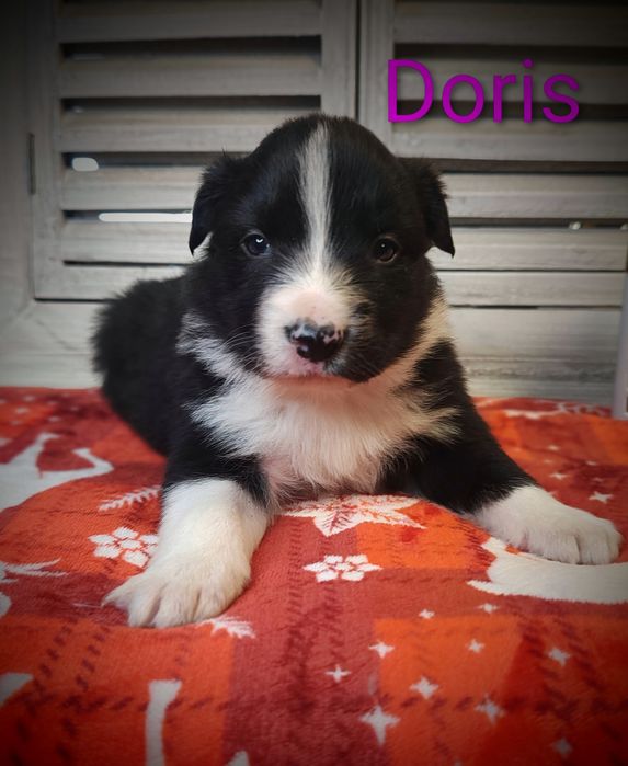 Border collie śliczna suczka przebadani rodzice