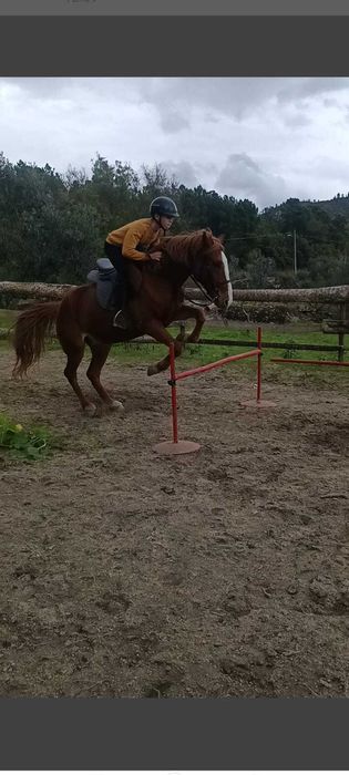 Égua montada com livro azul