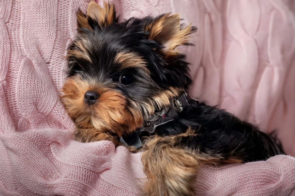 Йоркшерский  бейби фейс