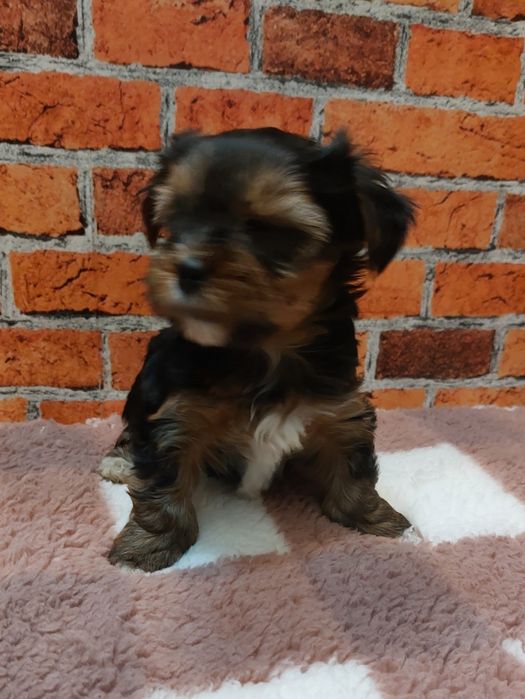 Chlopak yorkshire terrier