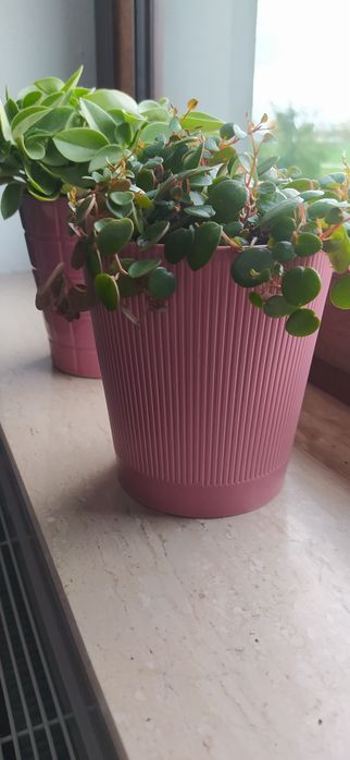 Osłonki Zestaw 3szt doniczek