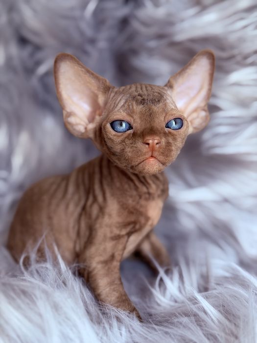 Devon Rex cinnamon, wyjątkowy kocurek JULIUS Hasu’Neko*PL