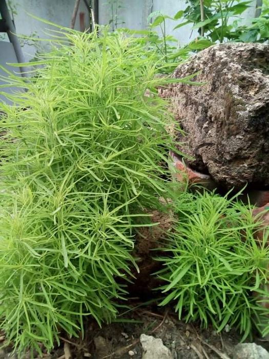 Кохия Летний кипарис. Семена.