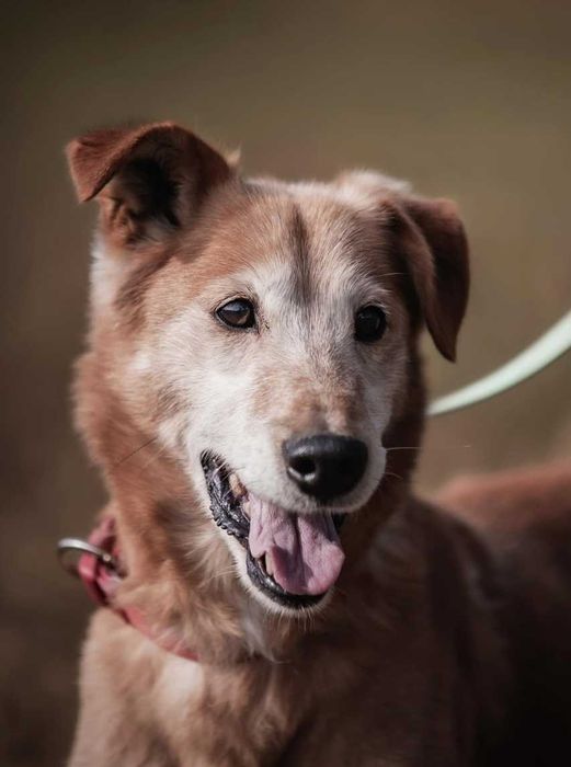 Winnie - wesoły odkrywca poleca się do adopcji.