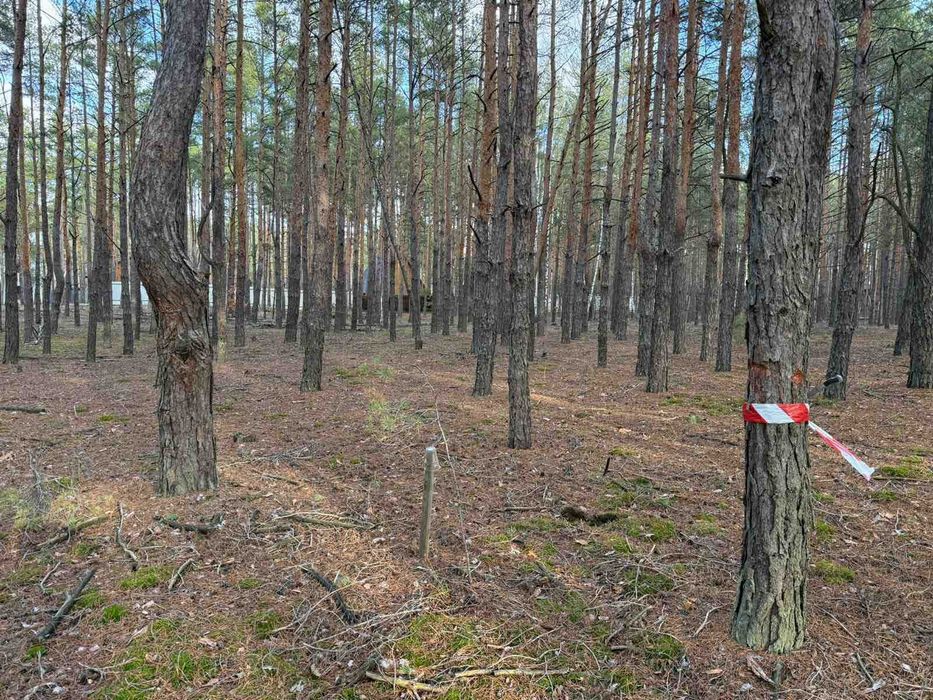 Лебедівка 2 Участки по 10 соток в сосновому лісі - View 4