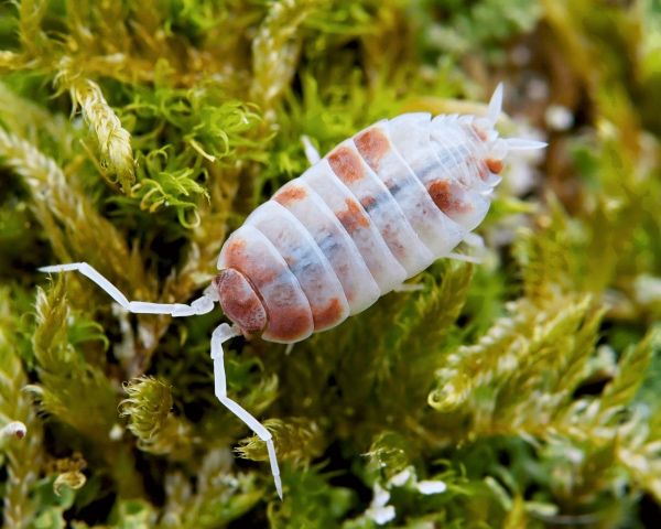 Isopody prosionki