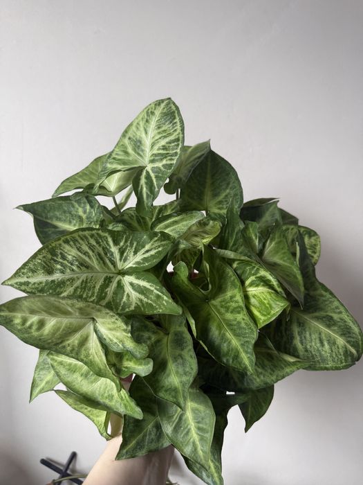 Syngonium – duża, gęsta roślina