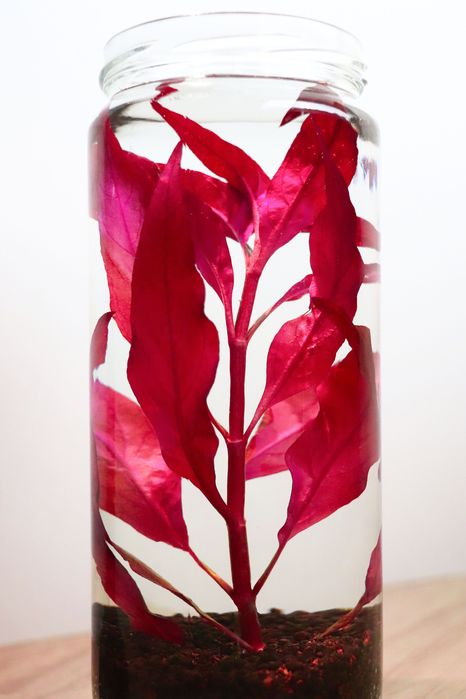 Plantas para aquário - Ludwigia, Hygrophila, Lindernia.