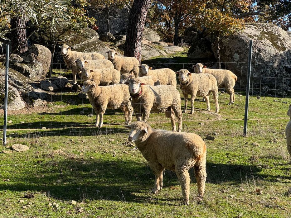 Ovelha Ilê-de-France