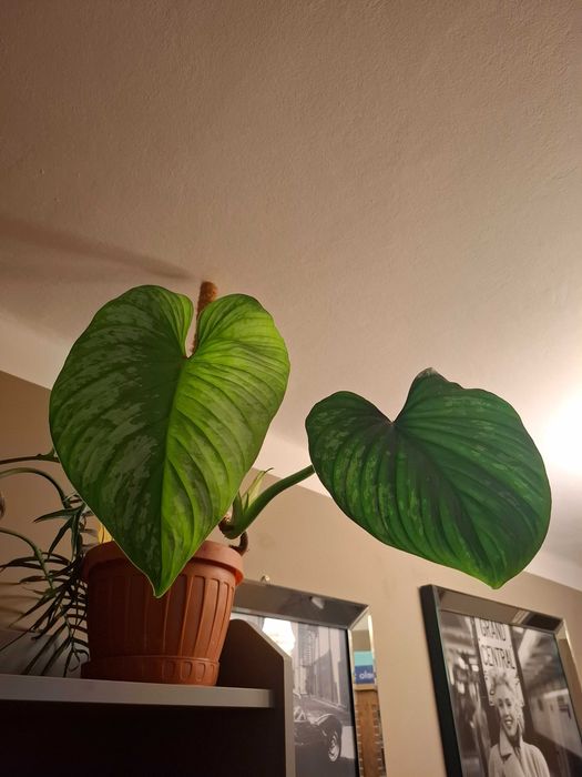 Philodendron Mamei