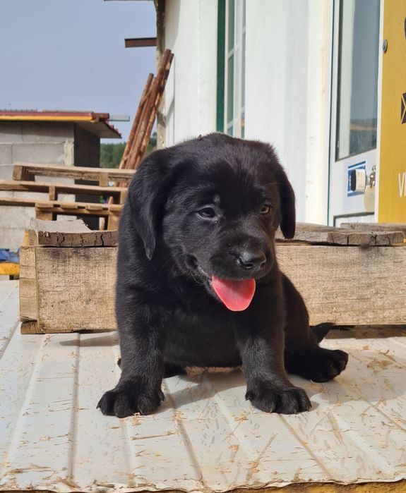 Labrador retriever  preto