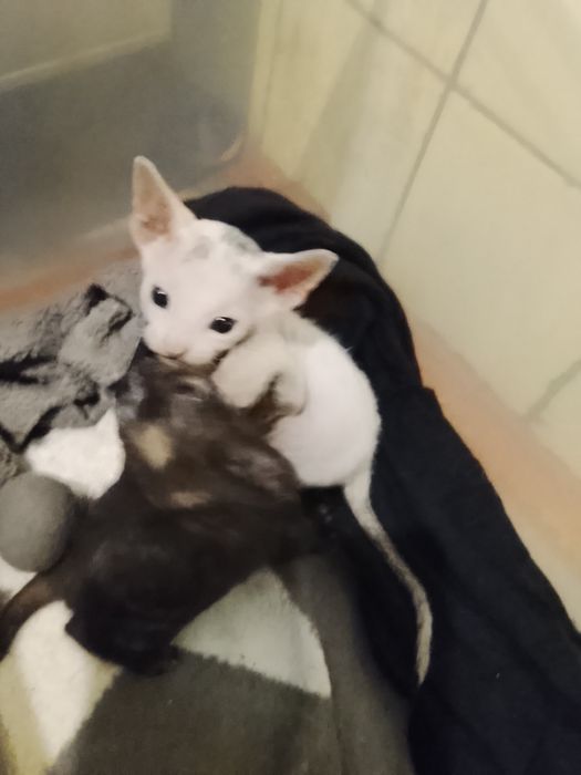 Бронь котята донскова сфинкса родились 10.03