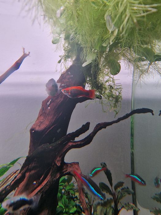 Platys juvenis e alvinos