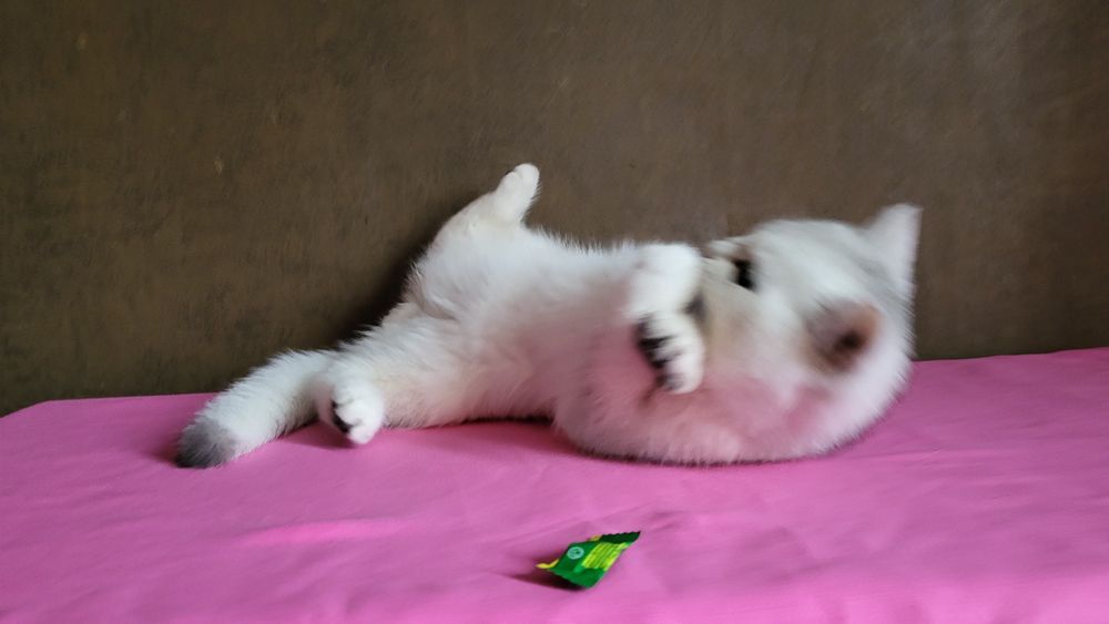 Срібляста шиншила,  Британська короткошерснан